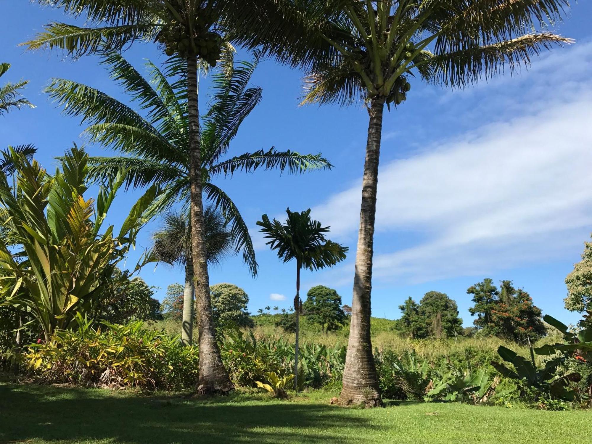 Island Goode'S - Luxury Adult Only Accommodation Near Hilo Papaikou Екстер'єр фото