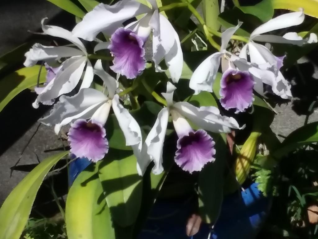 Island Goode'S - Luxury Adult Only Accommodation Near Hilo Papaikou Екстер'єр фото