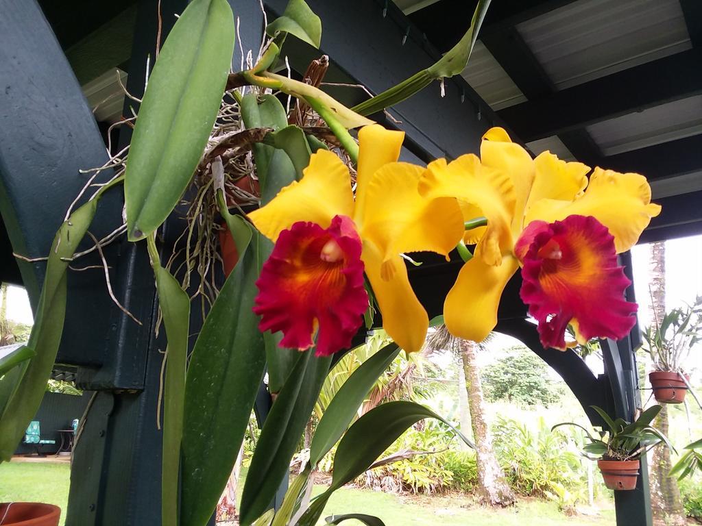 Island Goode'S - Luxury Adult Only Accommodation Near Hilo Papaikou Екстер'єр фото