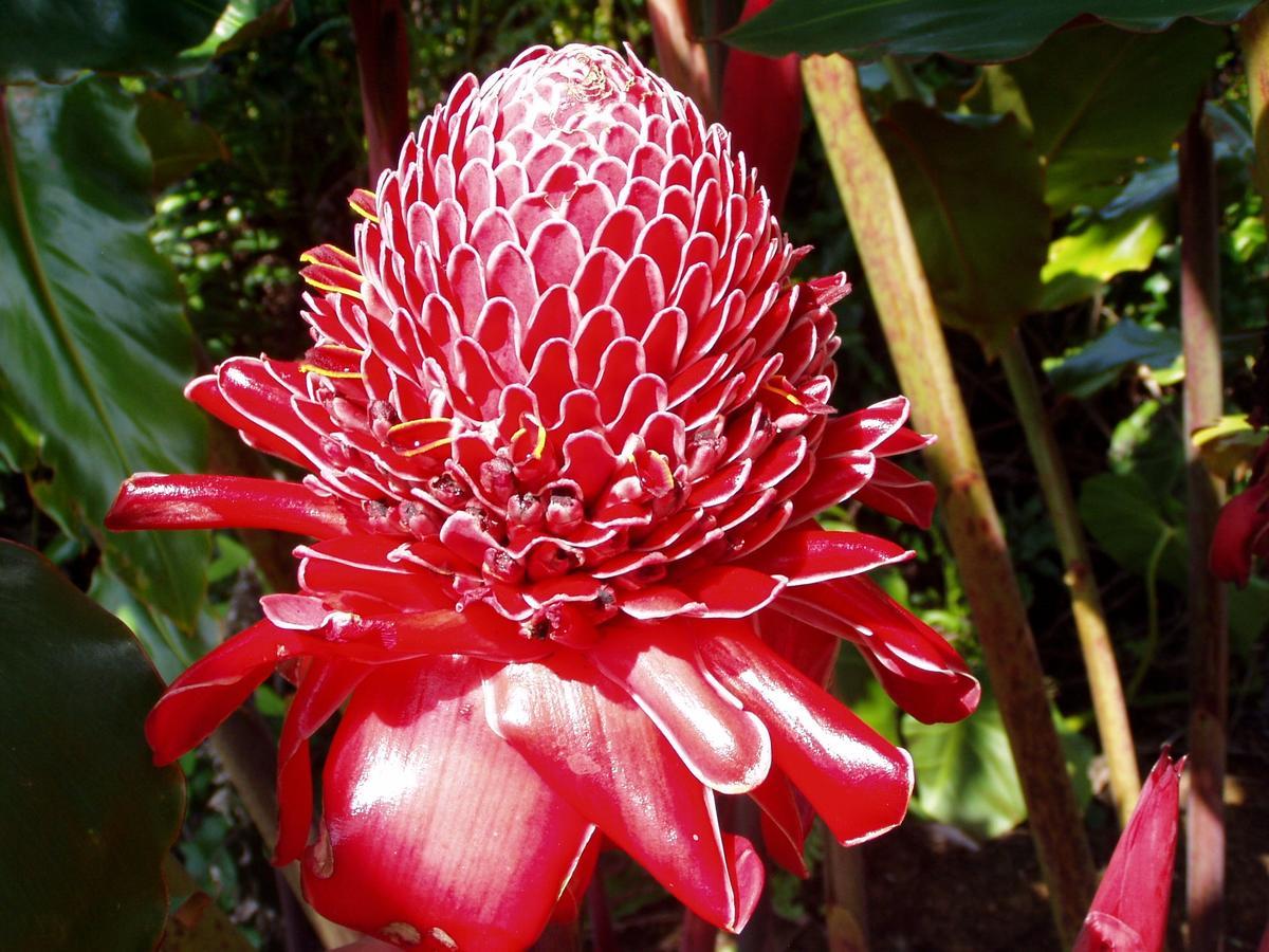 Island Goode'S - Luxury Adult Only Accommodation Near Hilo Papaikou Екстер'єр фото