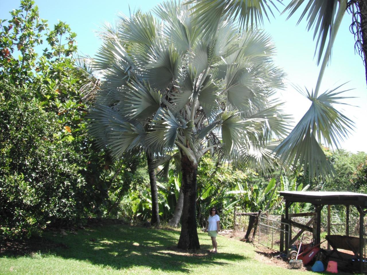 Island Goode'S - Luxury Adult Only Accommodation Near Hilo Papaikou Екстер'єр фото